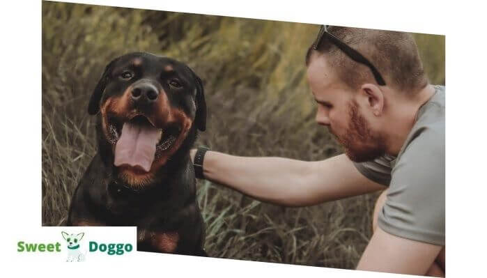 Rottweiler price in usa
