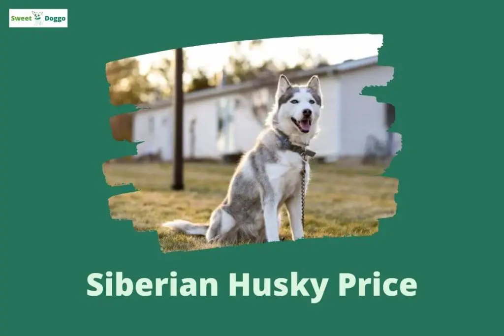 How Much Does A Siberian Husky Cost? Sweet Doggo