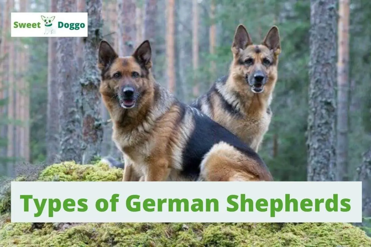 Types of German Shepherds