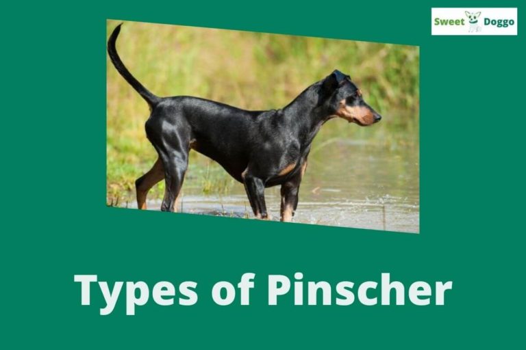 Types of Pinscher