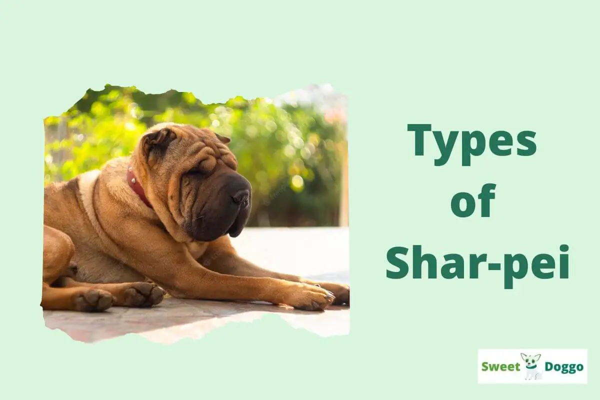 Types of Shar-pei