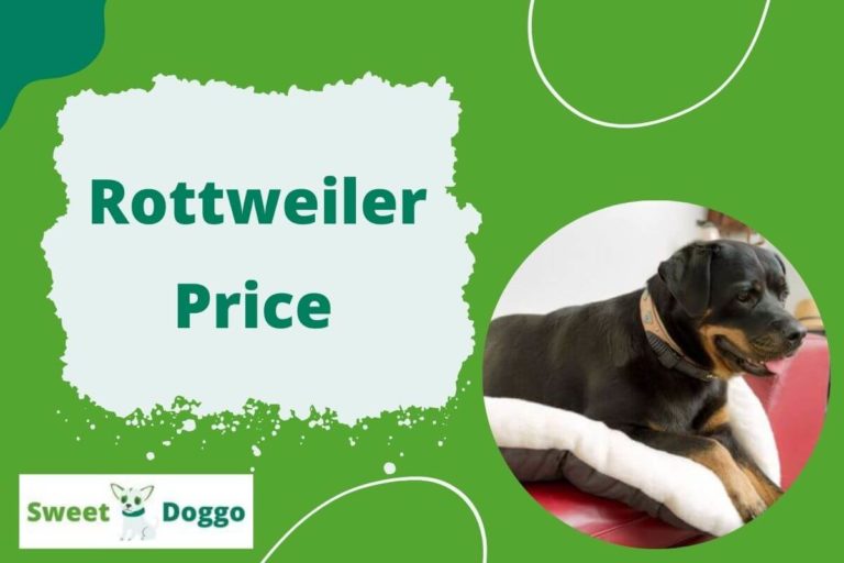 What is the Price of Rottweiler?