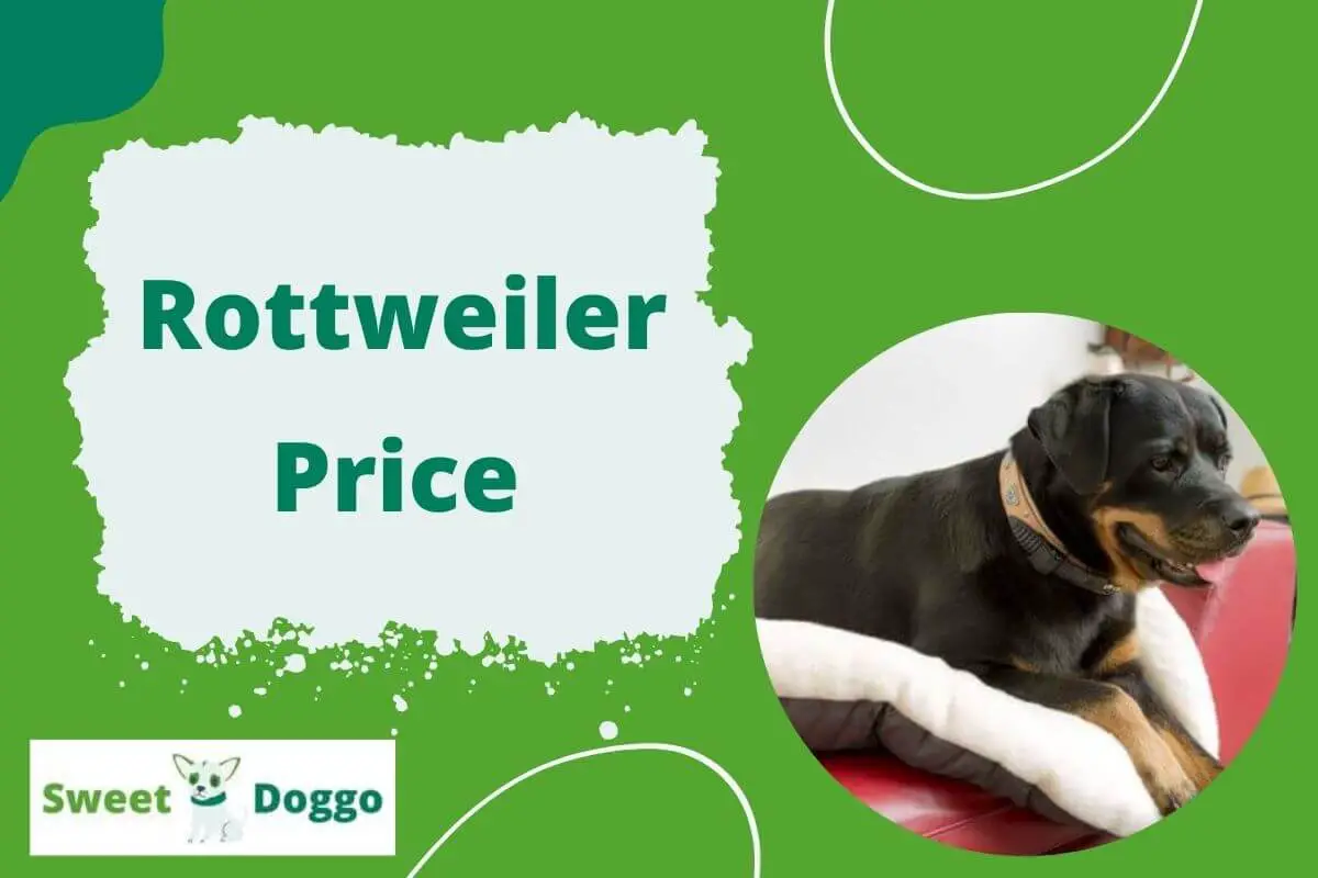 Qual é o preço do Rottweiler?