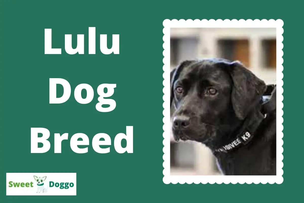 lulu dog breed