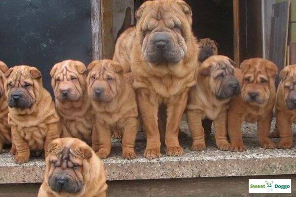 types of shar pei