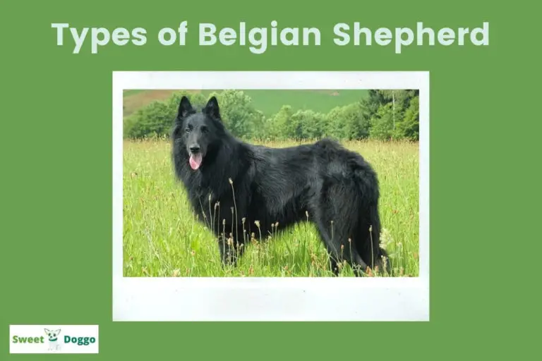 Belgian Shepherd Types