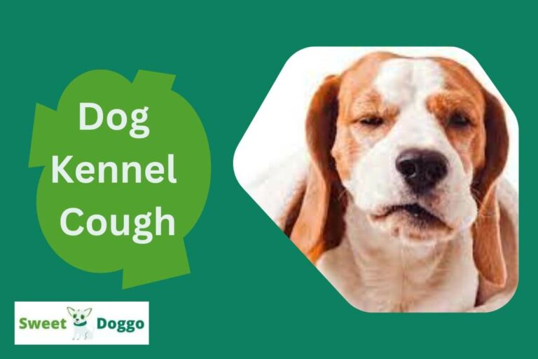 What Is Dog Kennel Cough And What Causes It? + How To Cure?