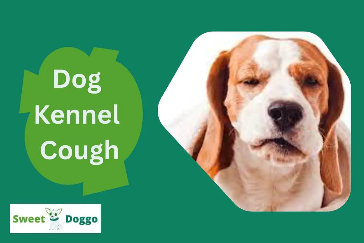 dog kennel cough