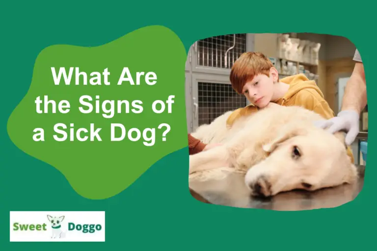 What are the signs of a sick dog