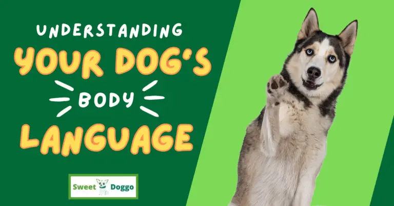 title page for understanding your dogs body language with husky lifting paw