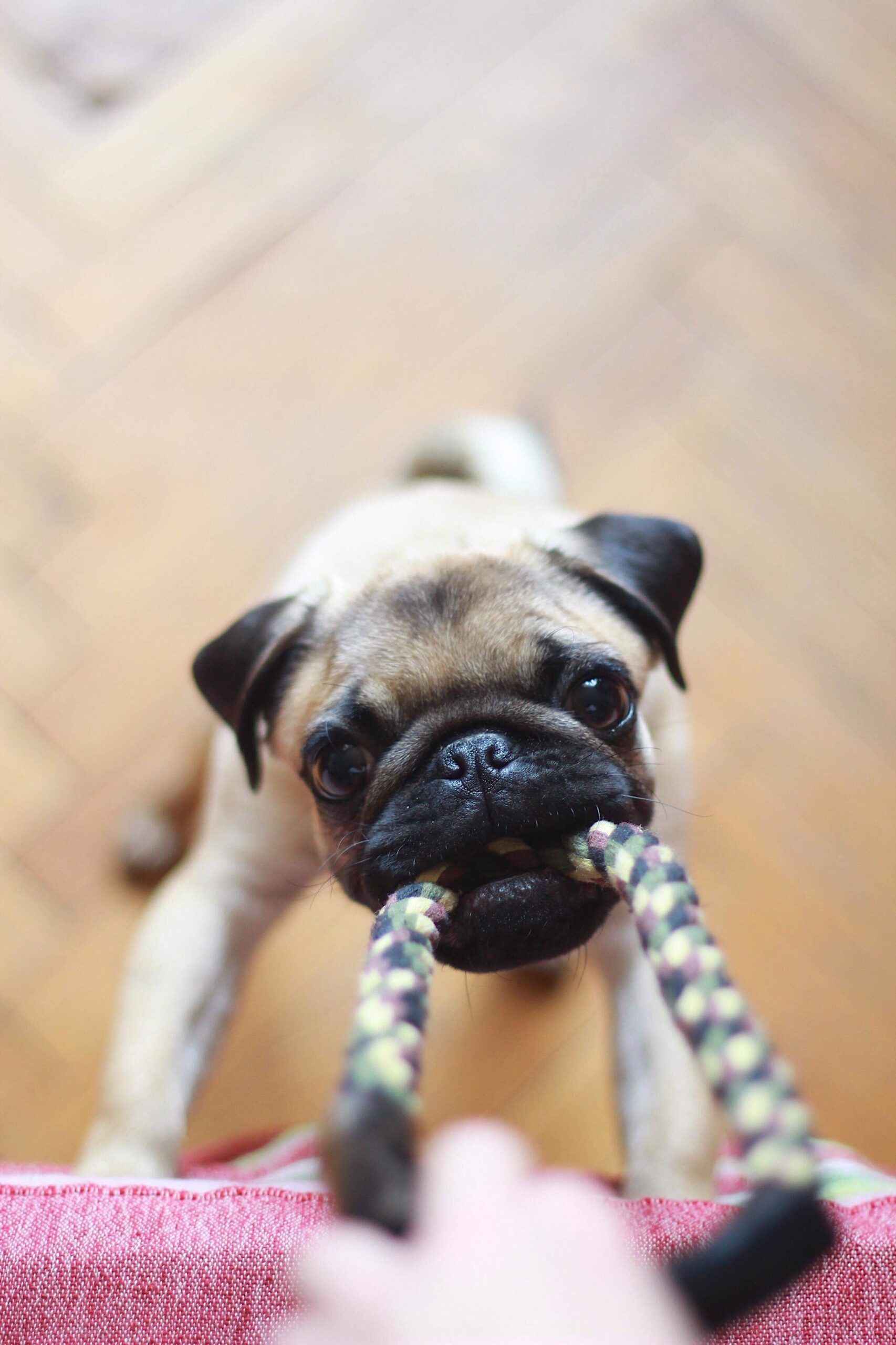 Puppy chews on rope