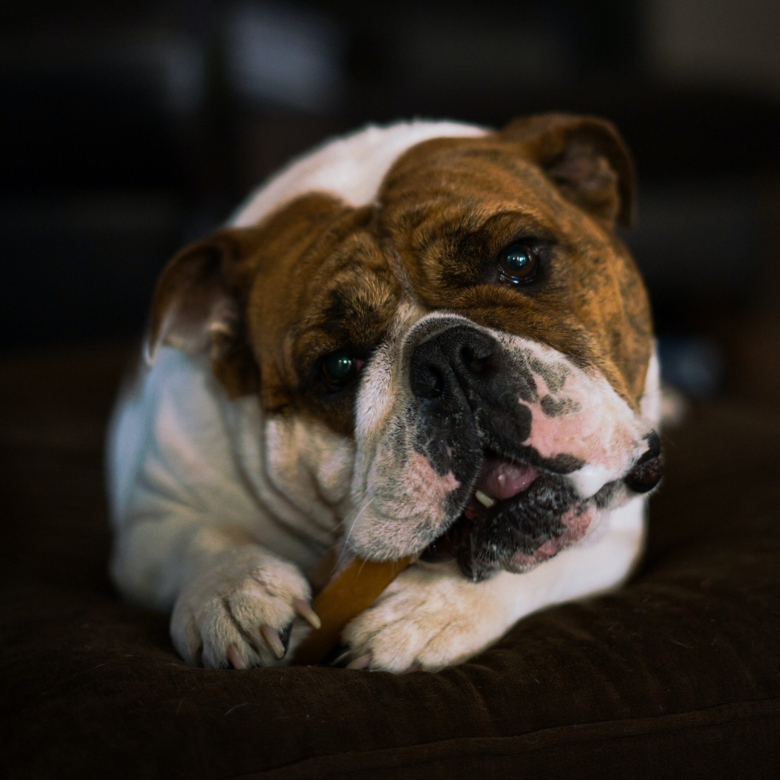 bulldog chewing a bone