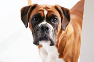 Comprehensive Guide for the Boxer Breed