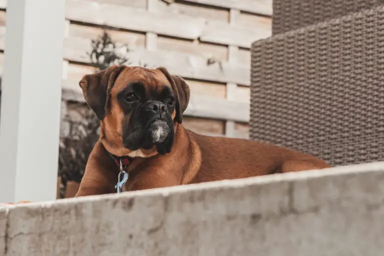 What makes Boxer dogs so special?