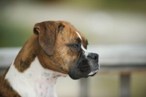 A-Z of Boxer Dog Training