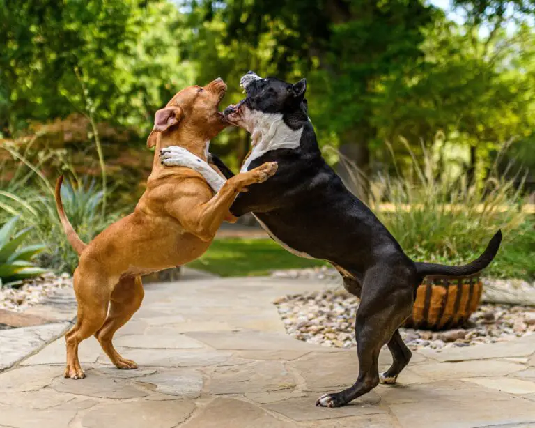Boxer Dog Training