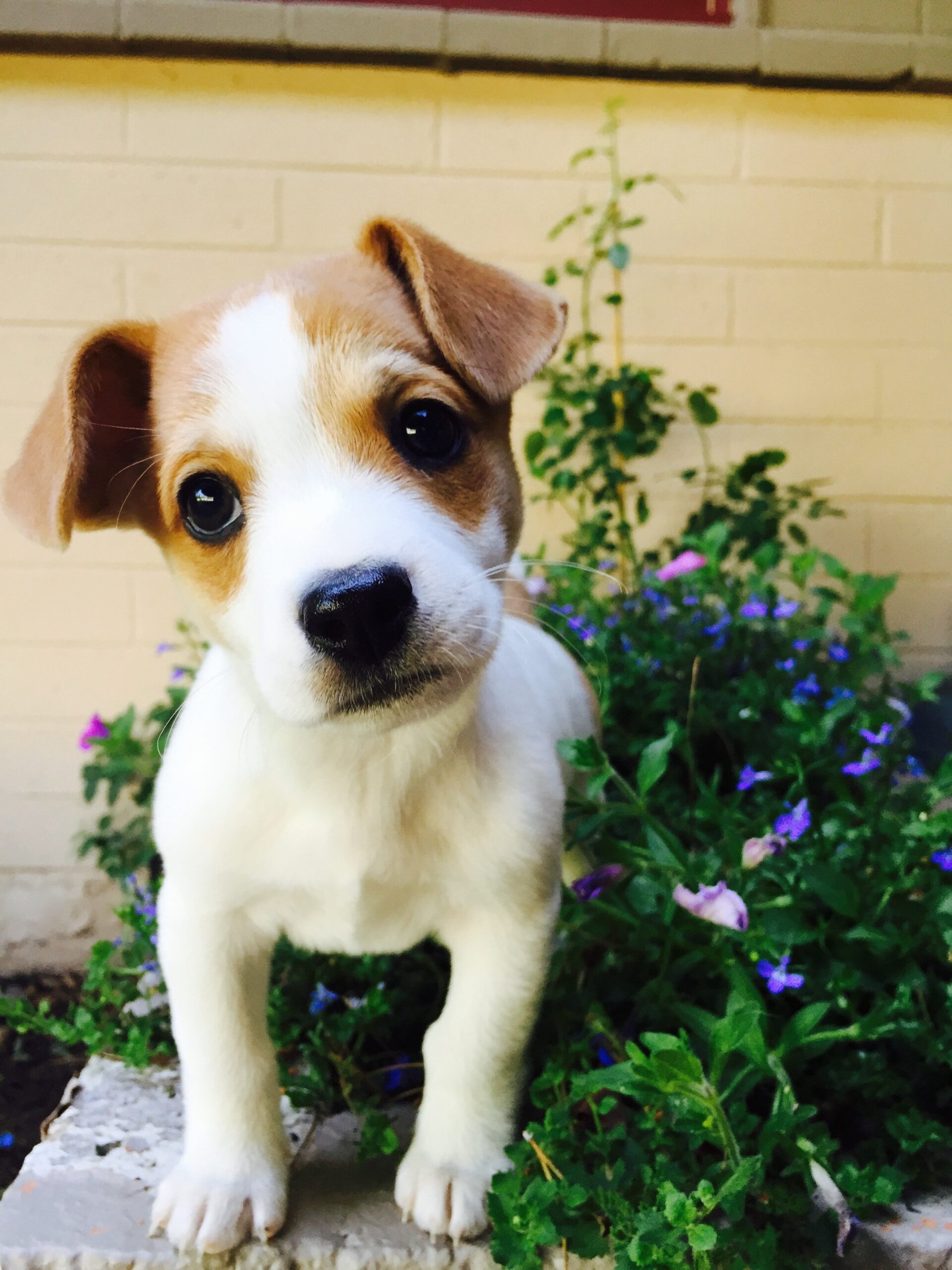 When Should You Start House Training Your Puppy?