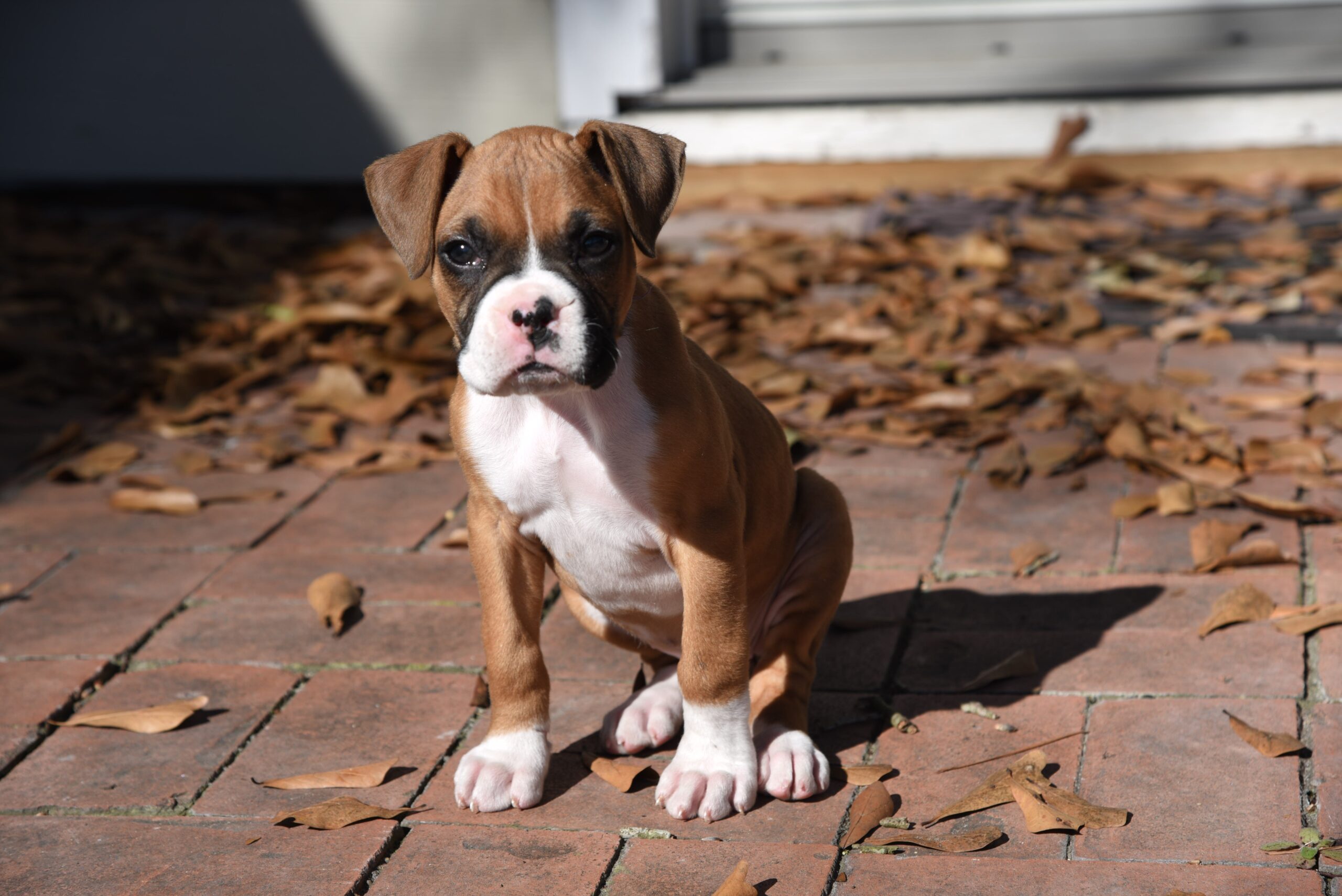 What makes Boxer dogs so special? Boxer dogs are cute puppies.