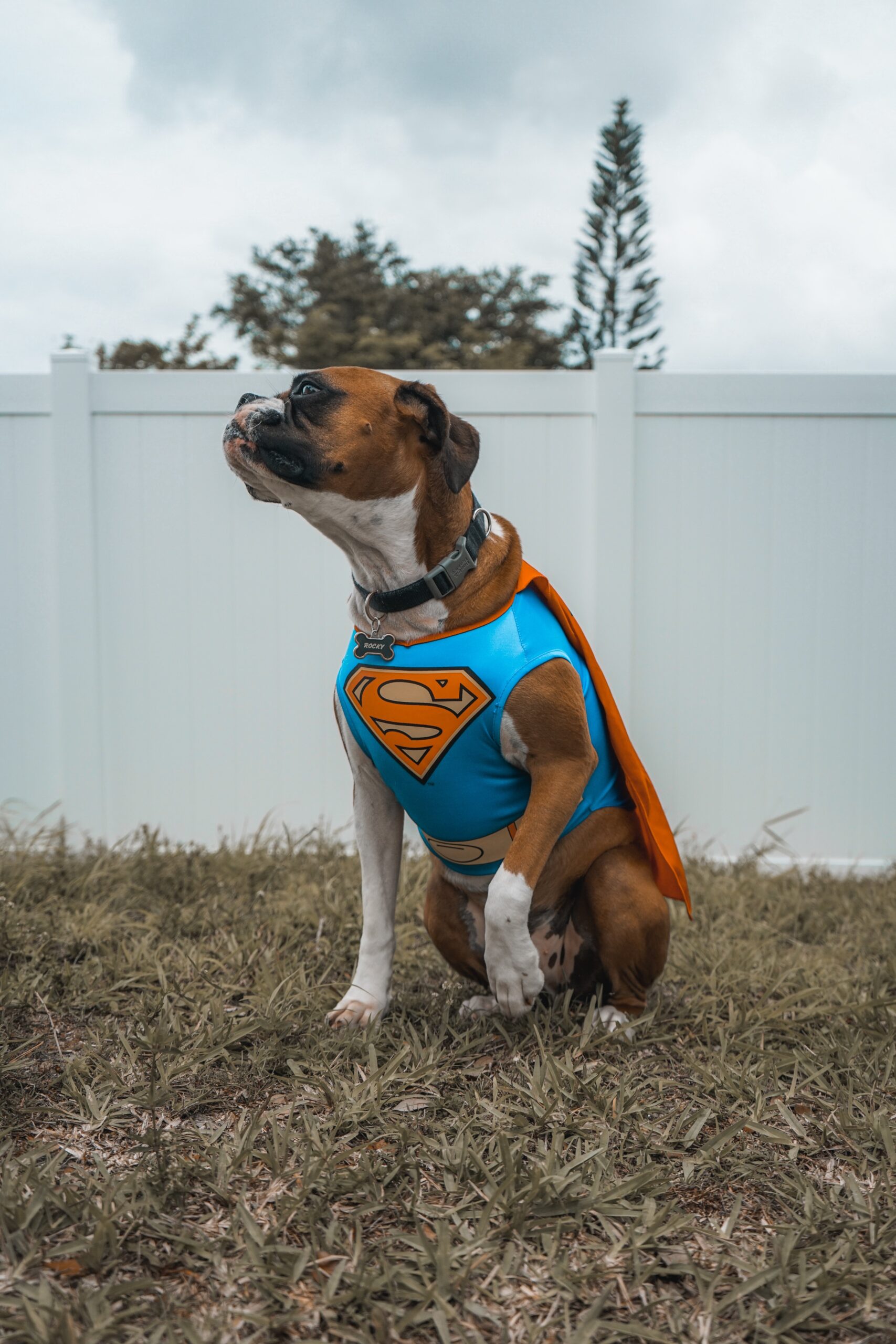 super man of boxer dogs