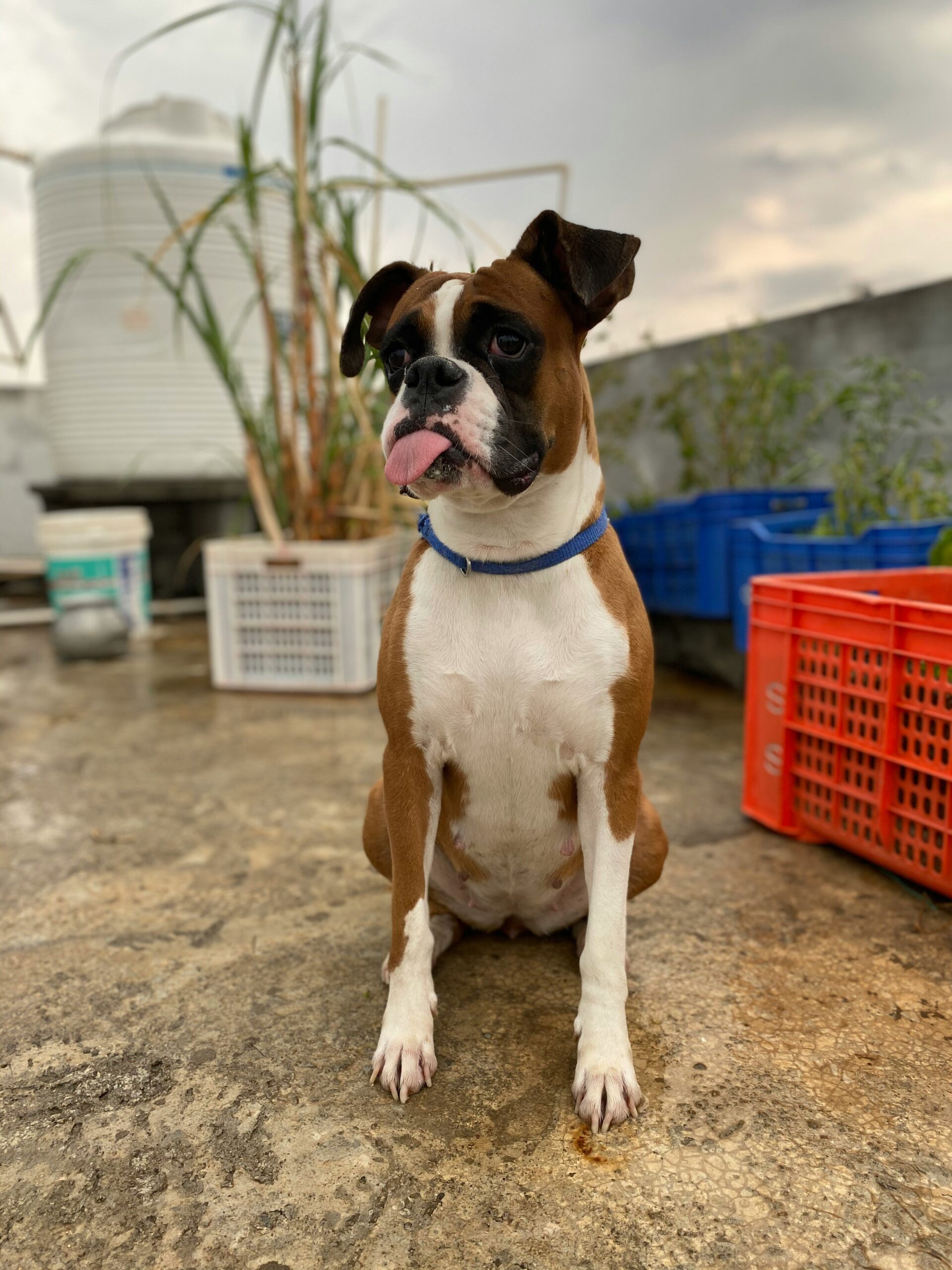 dog sticks tongue out at boxer dog training