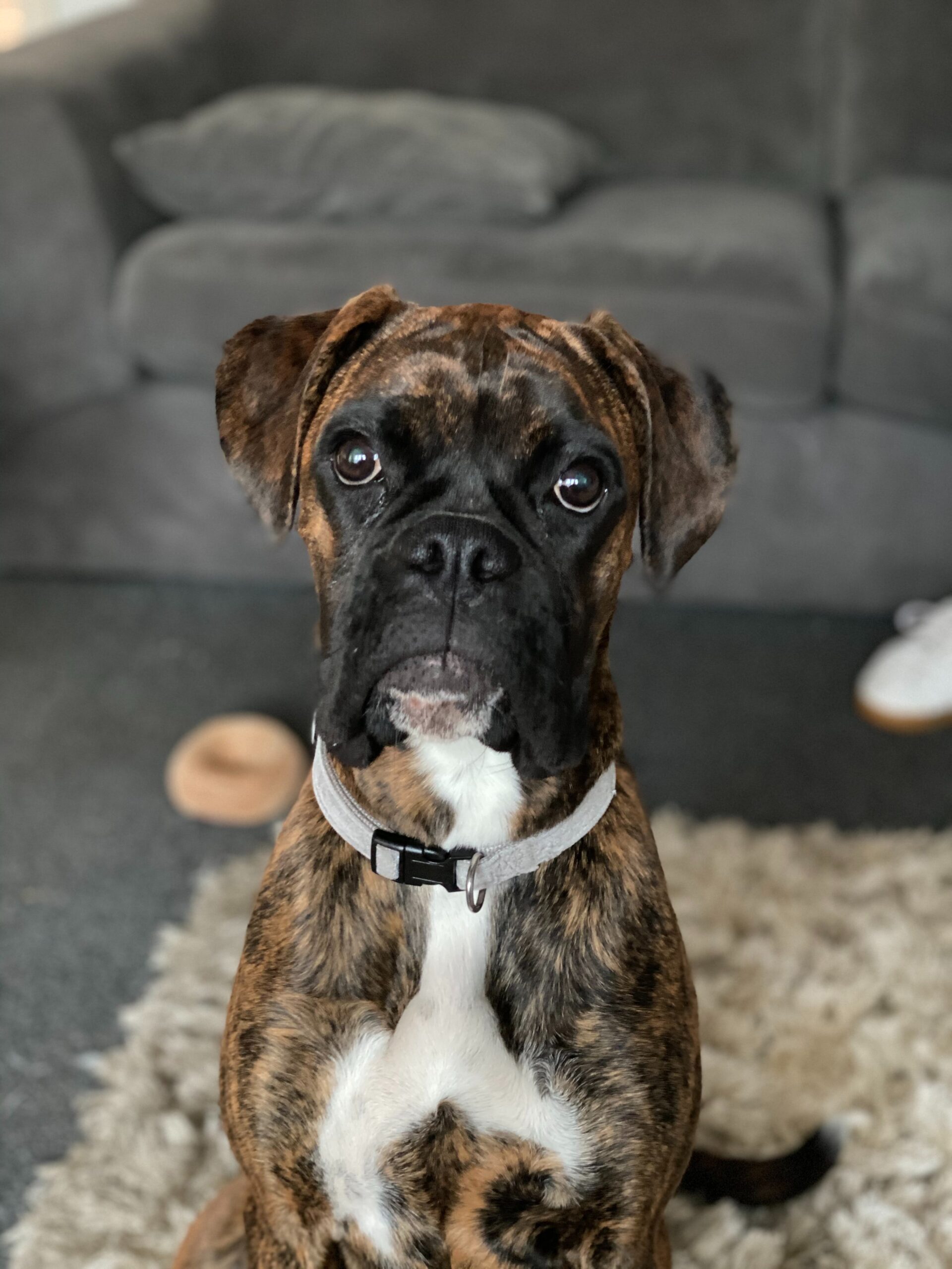 boxer dog training helps boxer calm down