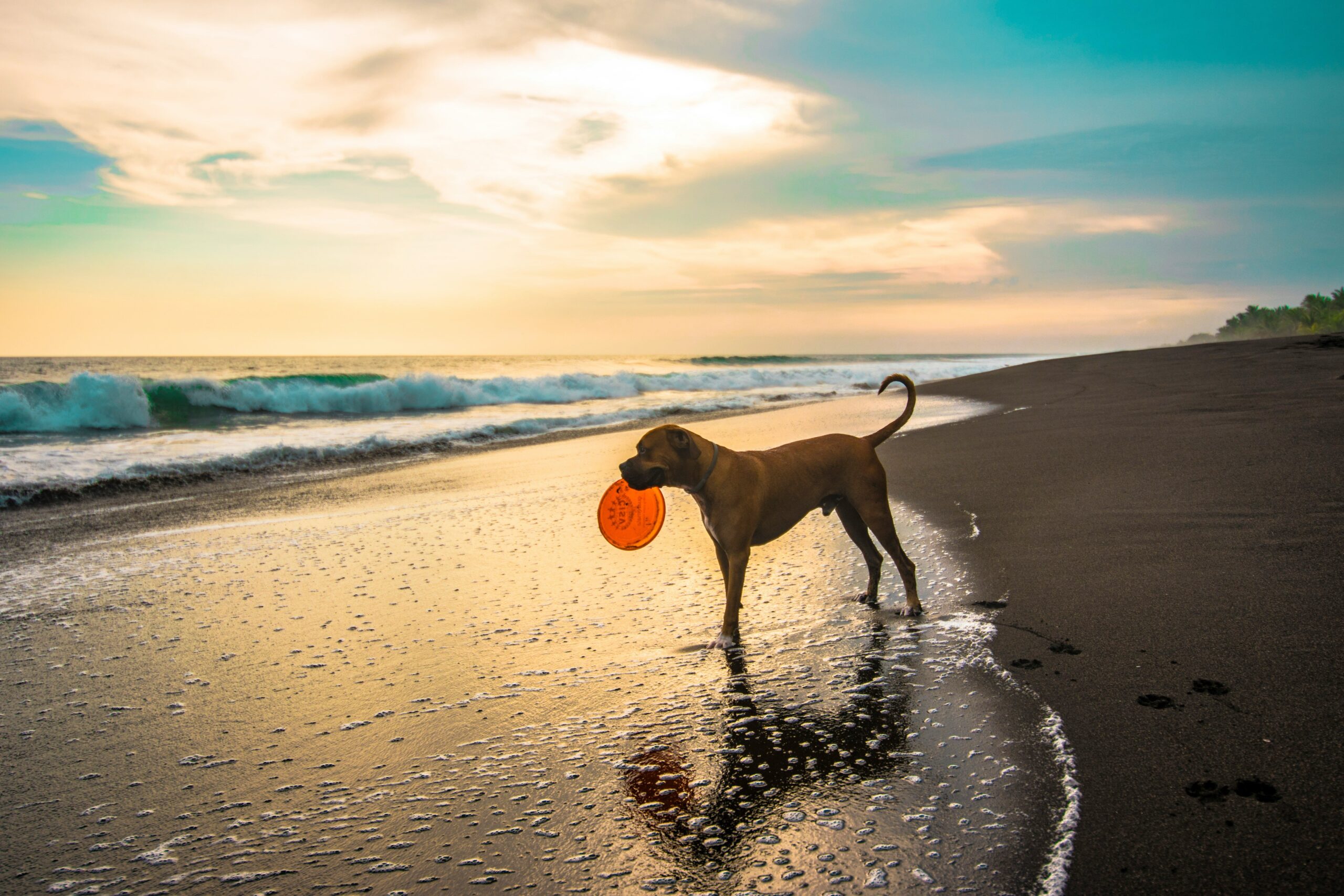 boxer dog training with frisbee on the beach