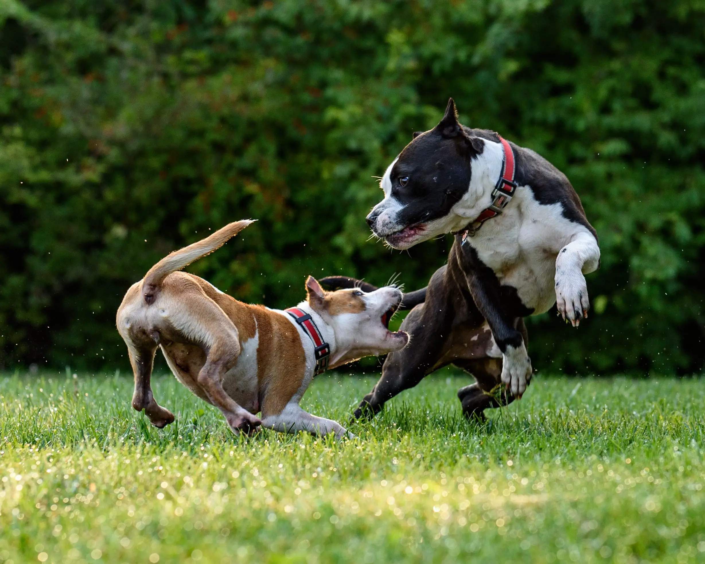 distinguish aggression versus play with boxer dog training
