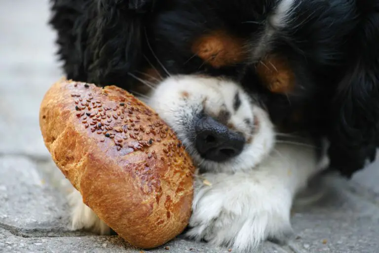 Uncover the truth about 'Can Dogs Eat Bread?'