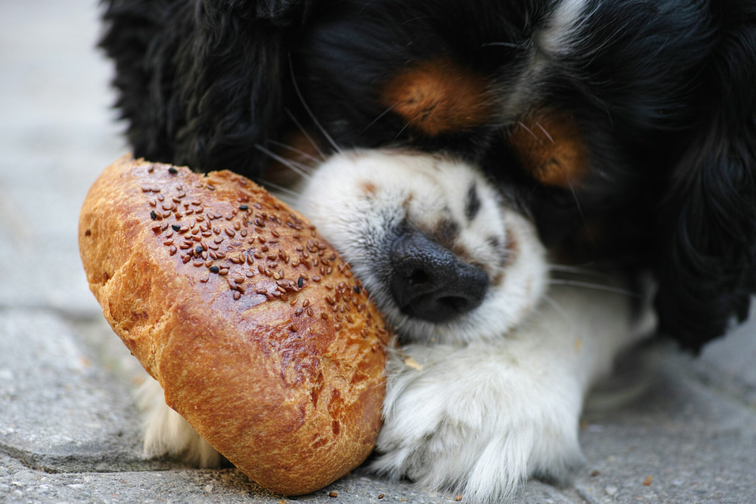 Uncover the truth about 'Can Dogs Eat Bread?'