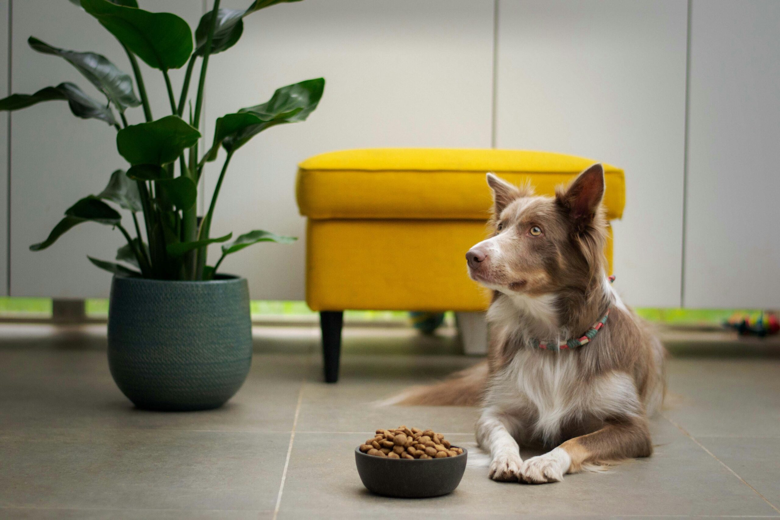 Do you know the effects of bread on dogs?