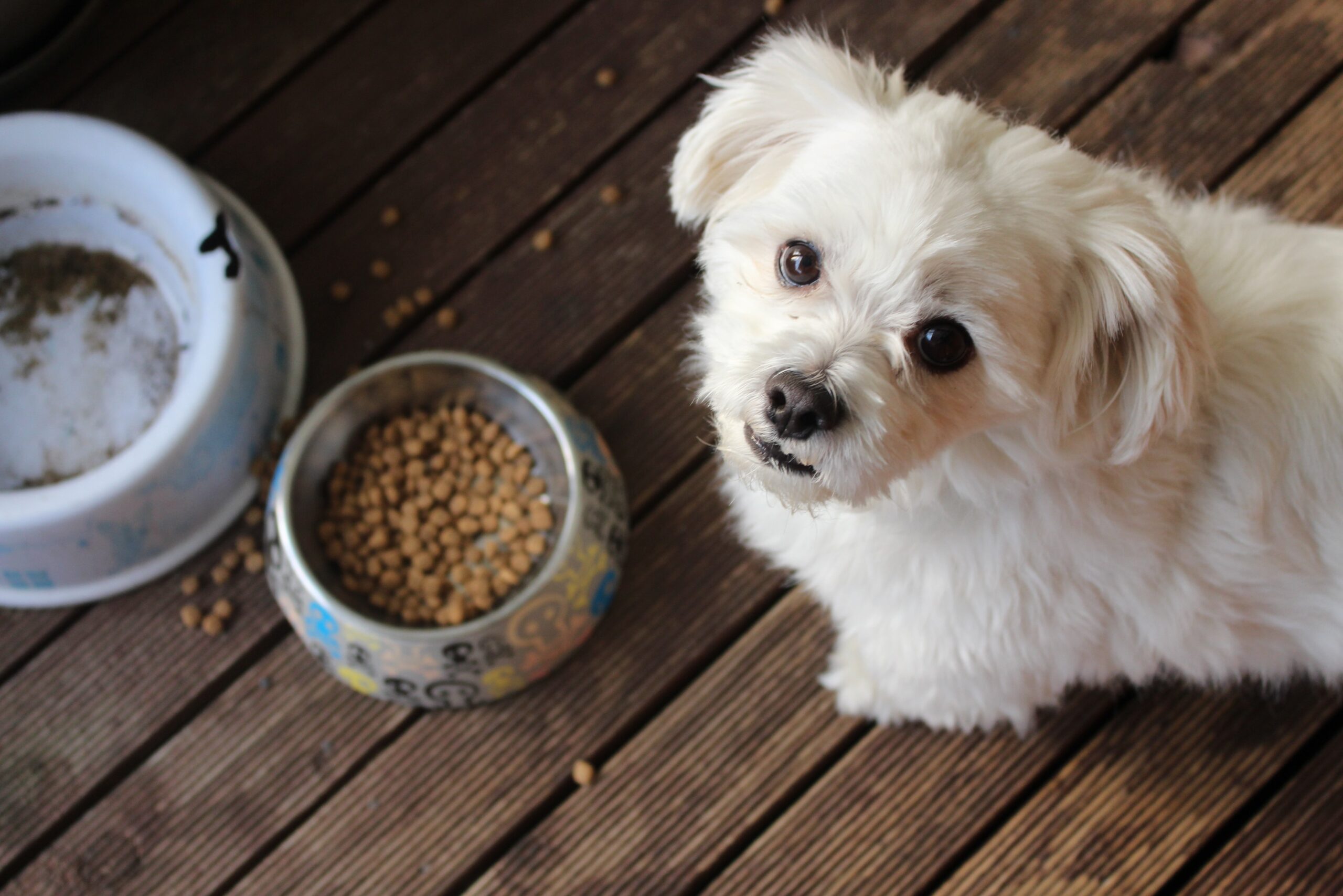 Puppy and bowl of dog food