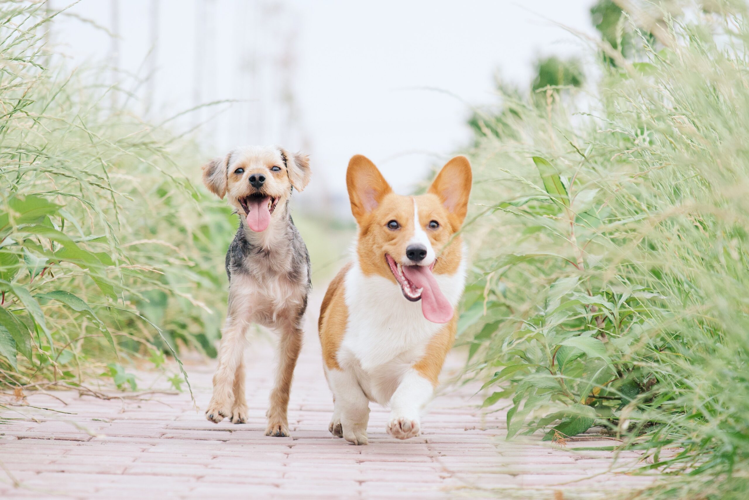 Finding Bread Alternatives for Dogs