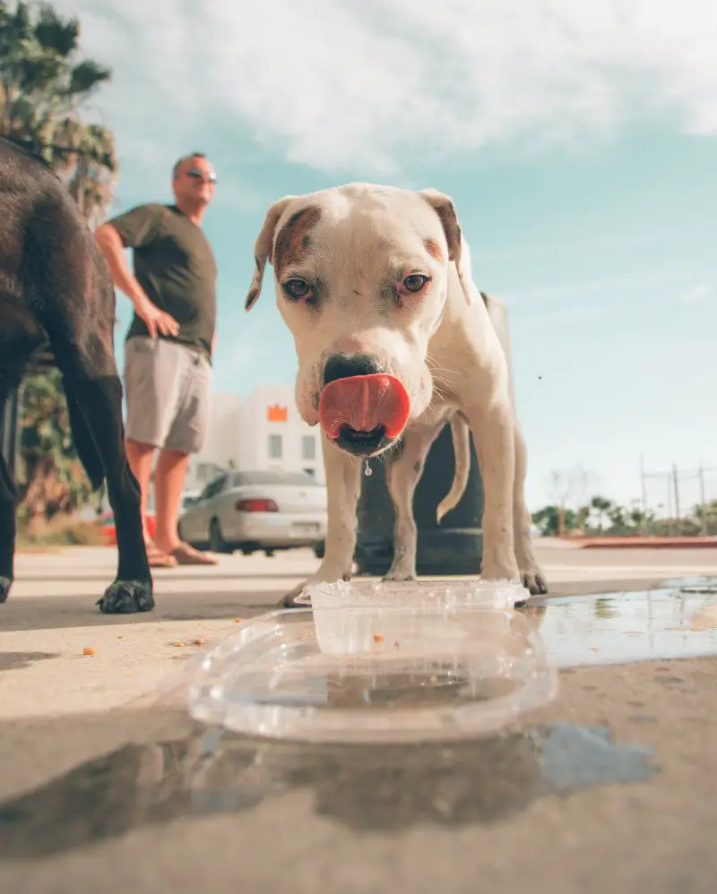 lots of water is the right food for your puppy