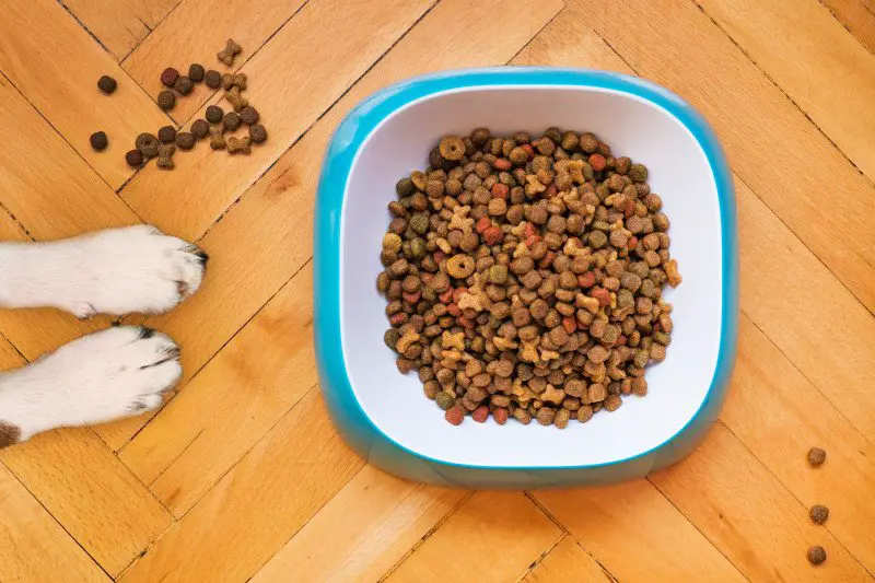 is kibble a food fresh food for dogs?