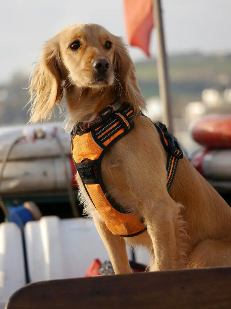 dog safety in water