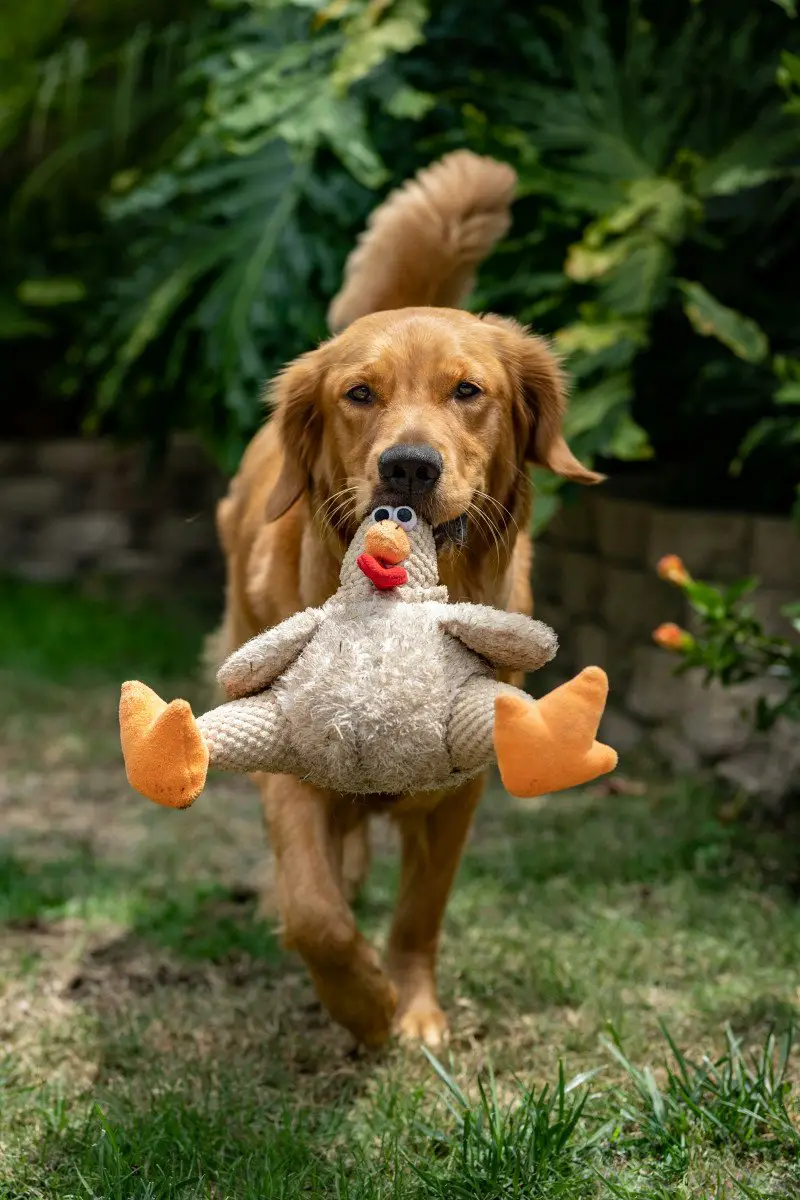 Why does my dog bring me a toy but not let me take it? 2 dog bring me a toy