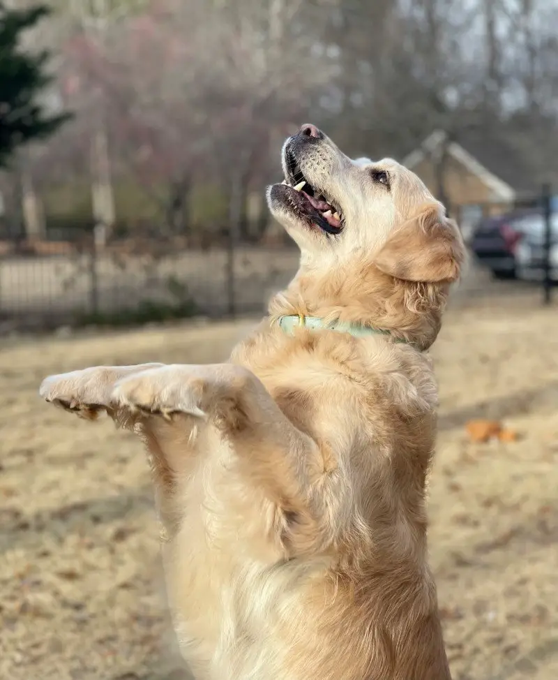 Why does my dog bring me a toy but not let me take it? 3 ck img 01759965757