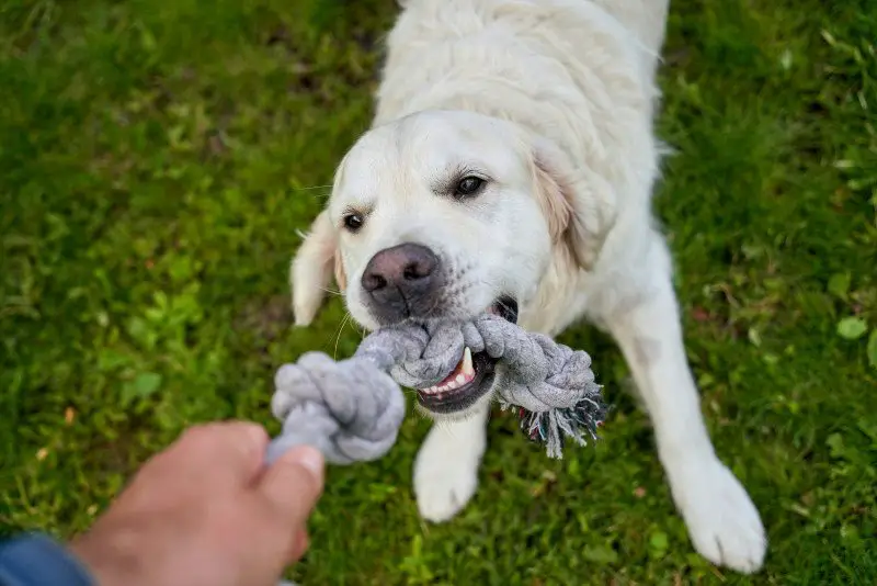 Why does my dog bring me a toy but not let me take it? 4 ck img 01759965830