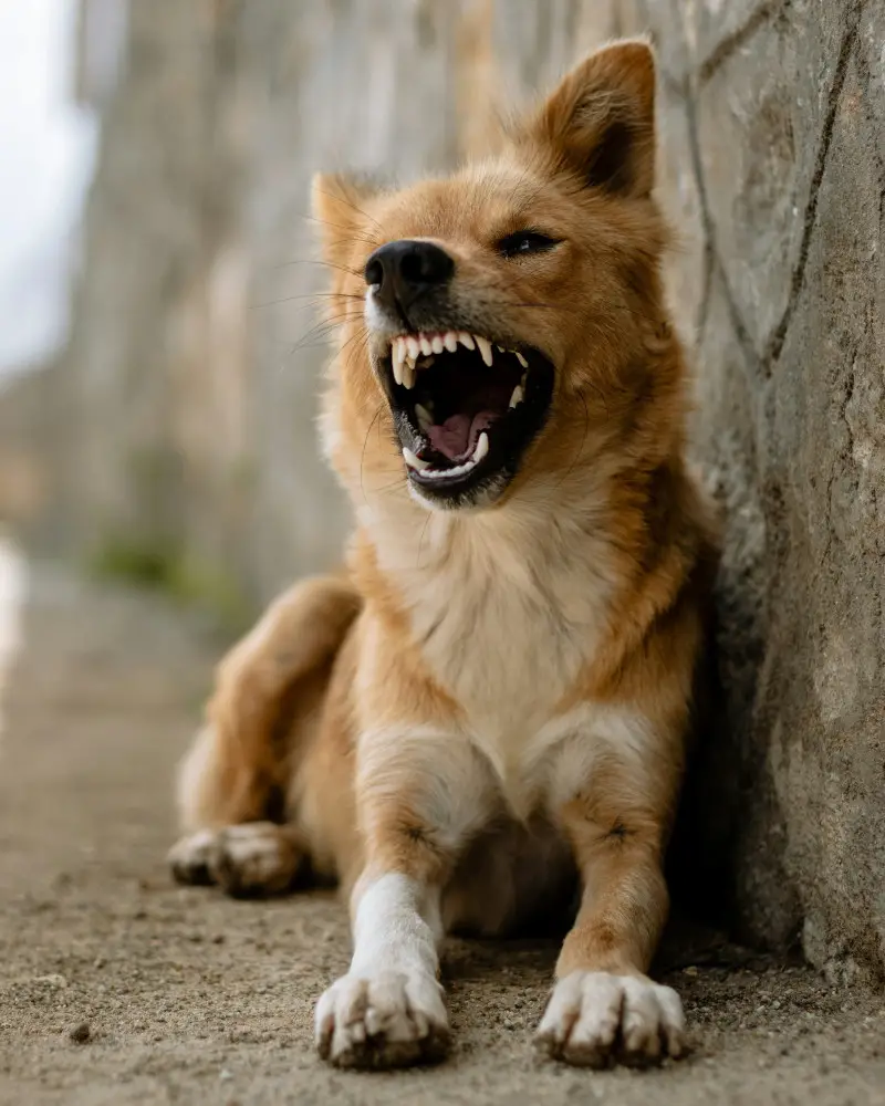 Zoomies Unleashed: Why Dogs Go Wild for No Reason 1 1783716783