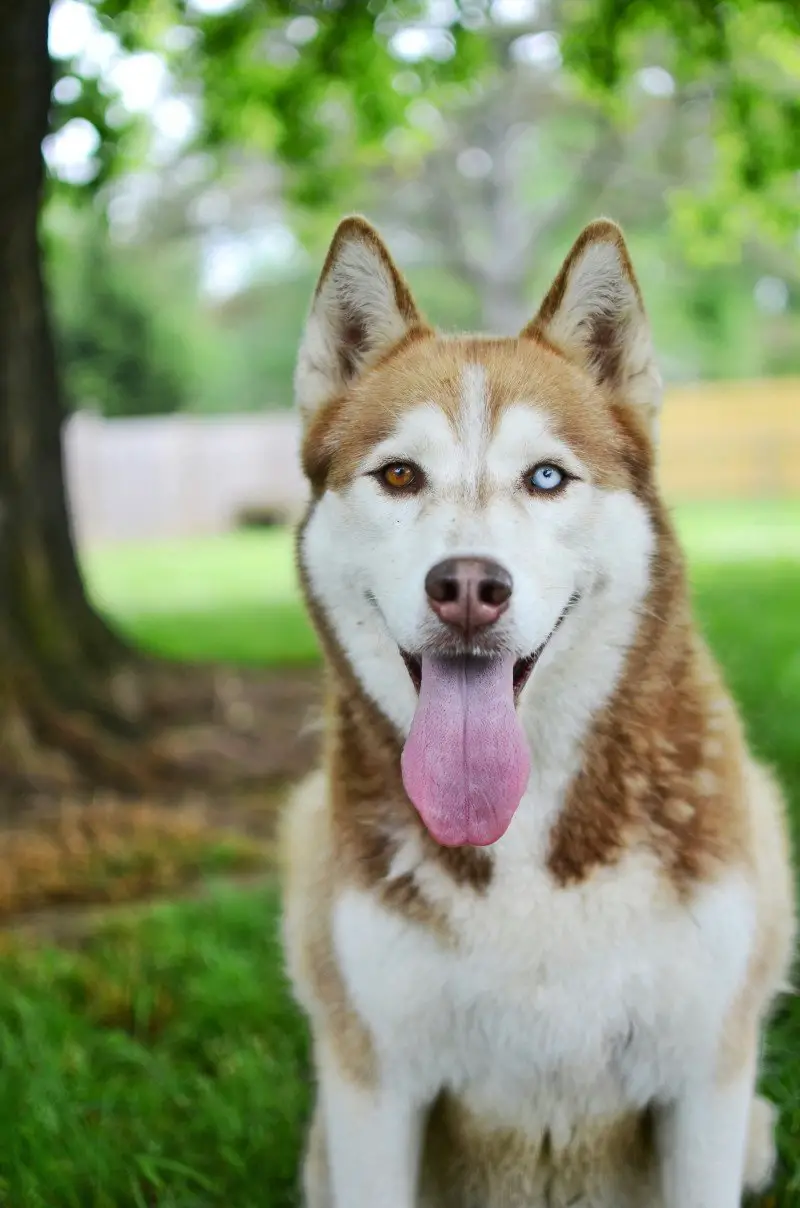 Unique Dog Names: Creative Picks for Standout Pups 2 Dog portrait used as inspiration for unique dog names