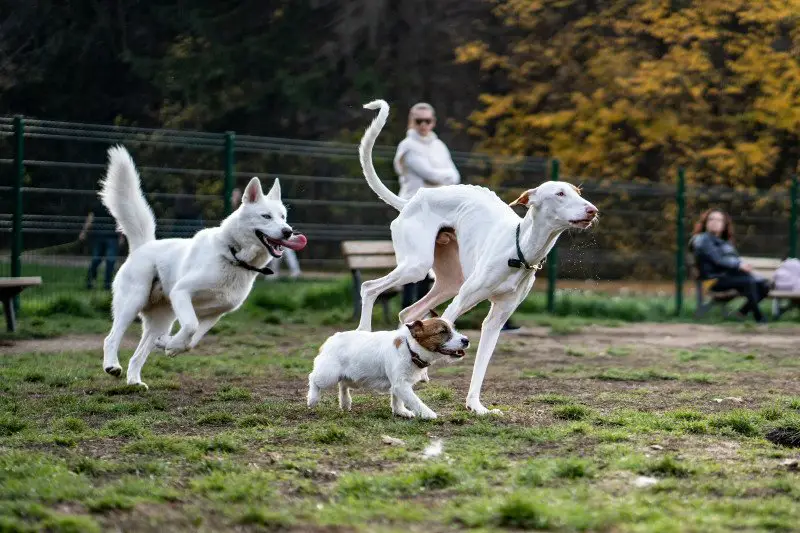 weird things dogs do