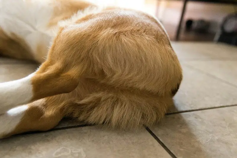 Sniffing Butts: The Awkward Dog Greeting Explained 2 ck img 01783715807