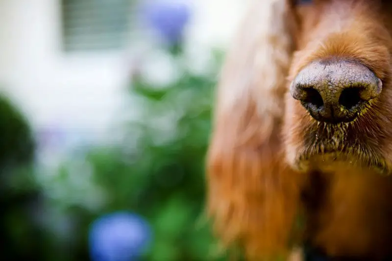 Sniffing Butts: The Awkward Dog Greeting Explained 3 awkward dog greeting is sniffing