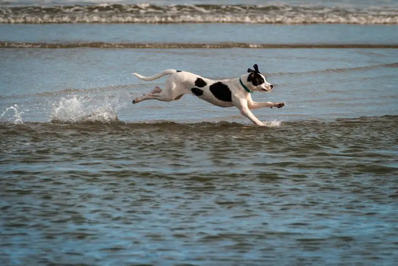 Zoomies Unleashed: Why Dogs Go Wild for No Reason 2 Why Dogs Go Wild for No Reason