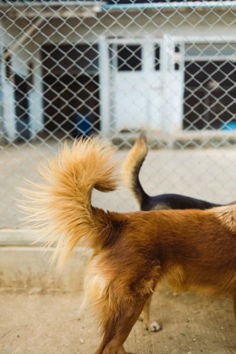 Zoomies Unleashed: Why Dogs Go Wild for No Reason 3 ck img 01783716874