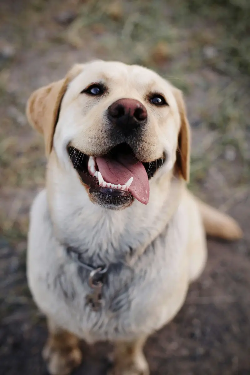Zoomies Unleashed: Why Dogs Go Wild for No Reason 4 ck img 01783716904